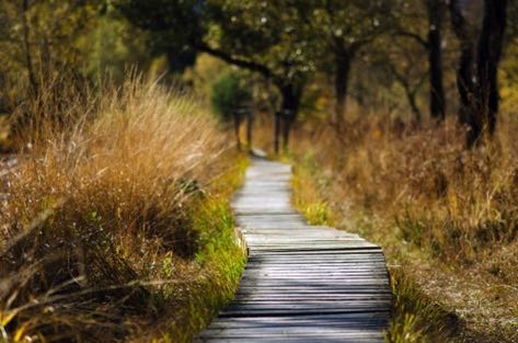 sur les chemins